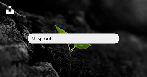 450+ Sprout Pictures [HD] | Download Free Images on Unsplash