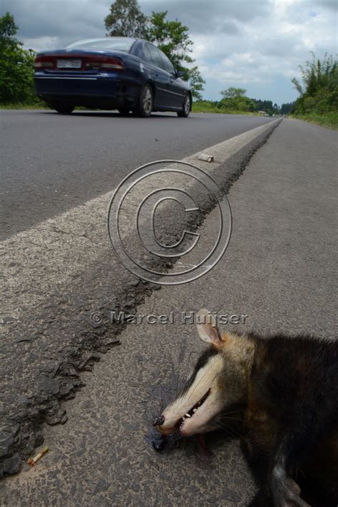 Marcel Huijser Photography | Road ecology blog: White-eared opossum ...