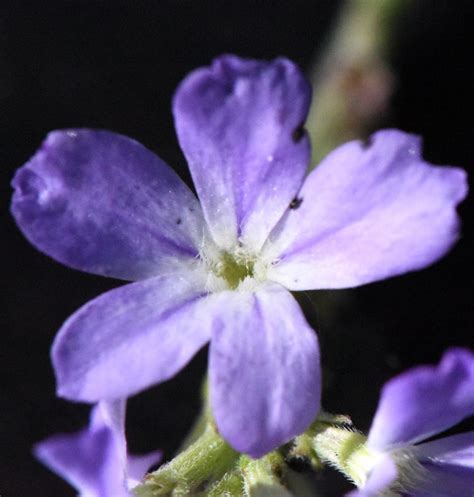 Scrophulariaceae Juss. | Plants of the World Online | Kew Science