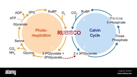 Scientific Designing of Photorespiration. Oxidative Photosynthetic ...