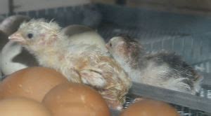 Artificial incubation of Guinea fowl eggs. - Cluckin