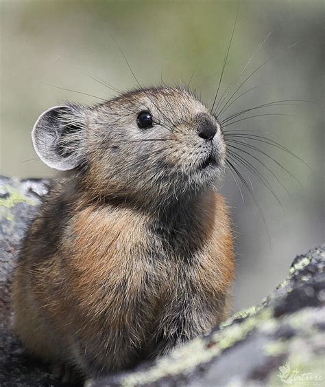 Meet the real Pikachu! The alpine pika (Ochotona alpina) PIKA PIKA! | Scary animals, Animals ...