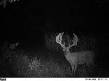 Popular Big-buck Trail Camera Photos | Hunting