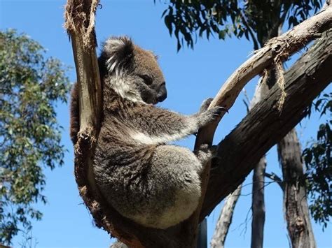 Dead koala footage sparks calls for logging halt | The North West Star ...