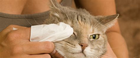 Kitty Pink Eye!? How to Treat Your Cat's Conjunctivitis