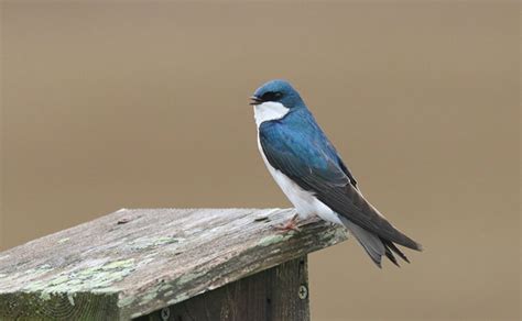 Tree Swallow: Nest and Eggs - Avian Report