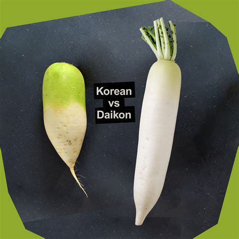 Difference Between Korean Radish and Daikon Radish – Radish benefits