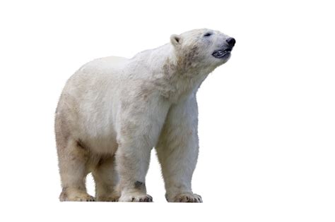 Cartoon Polar Bear Png Transparent