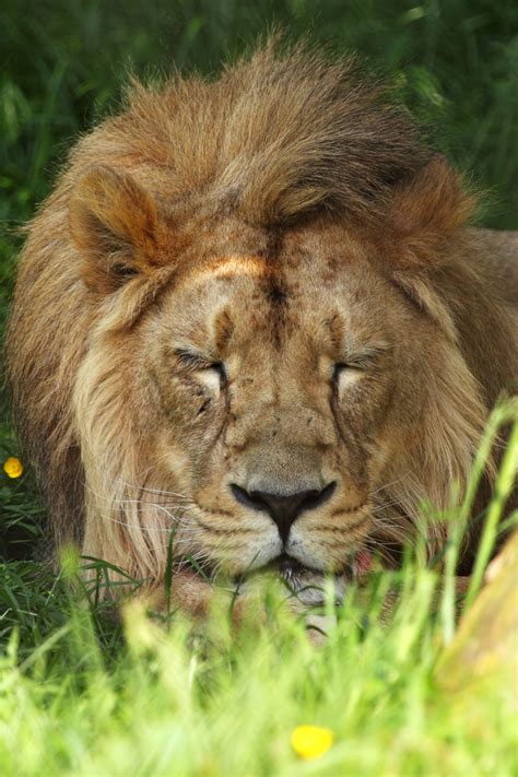 Resting Lion Free Stock Photo - Public Domain Pictures