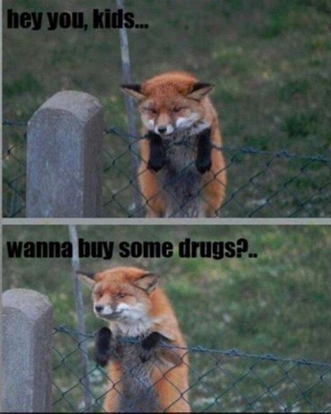 Fox Always Has the Good Stuff | Animal captions, Fox memes, Funny ...