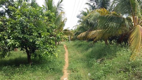 AGRI LANDS: MANGO FARM FOR SALE NEAR RAJAPALAYAM, TAMILNADU