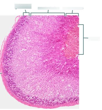 Zona Fasciculata Histology