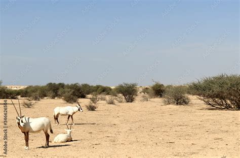 Oryx, symbole du Qatar Stock Photo | Adobe Stock