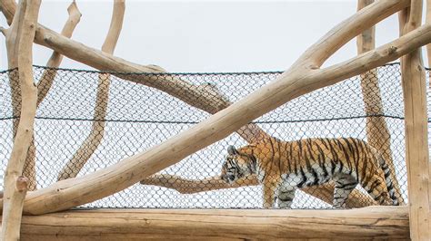 WholeTrees Structures | Cleveland Metroparks Zoo