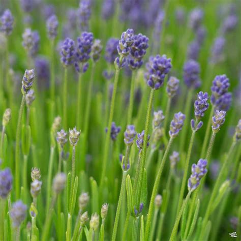 How To Grow And Care For Munstead Lavender, 44% OFF