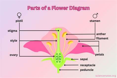 Parts of a Flower - Diagram and Functions