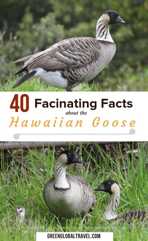 40 Fascinating Facts About the Hawaiian Goose (a.k.a. Nene Goose)