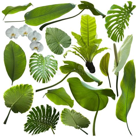 Tropical jungle leaves. Isolated on white background , #affiliate, #leaves, #jungle, #Tropical ...