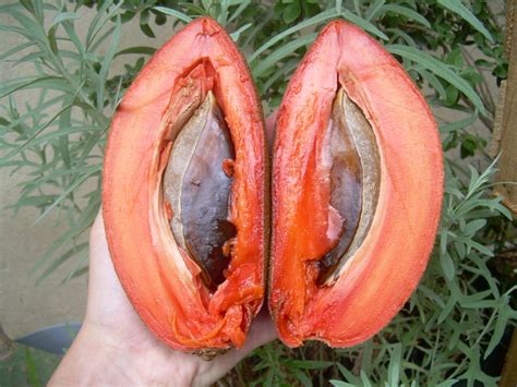 Mamey Sapote Tree (a.k.a ciku gergasi) – Malaysia Online Plant Nursery