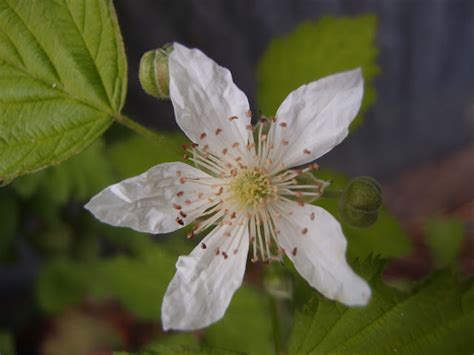 une fleur d'un jour: :: rubus ursinus x rubus idaeus