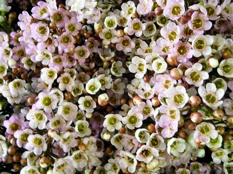 Chamelaucium ‘Revelation’ Geraldton Wax Flower | Gardening With Angus