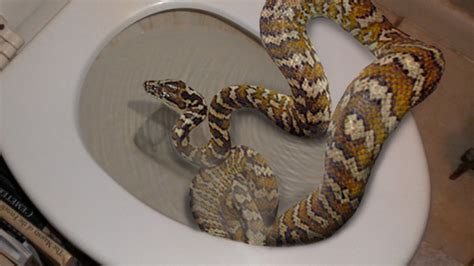 The Missing Links: The Truth About Toilet Snakes | Mental Floss