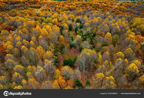 Aerial Shot Fall Foliage Forest Stock Photo by ©wirestock_creators ...