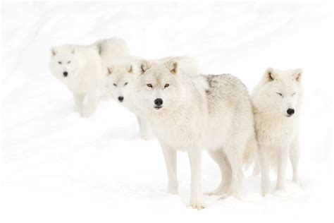 Arctic wolf pack | To purchase prints, cards, mugs, photos, … | Flickr