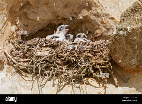 Nesting peregrine falcon Stock Photo - Alamy