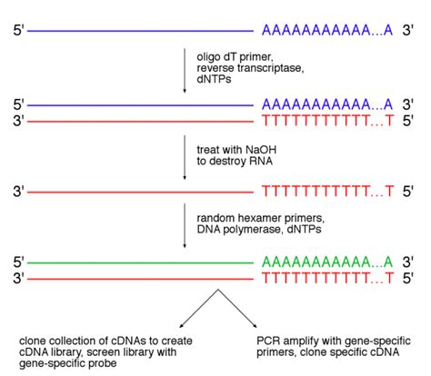 cDNA-Random Hexamer – Department of Molecular Genetics