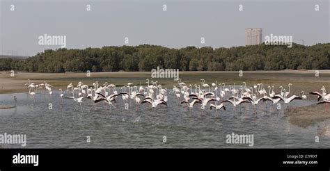 Flamingos in the Ras Al Khor Wildlife Sanctuary in Dubai Stock Photo ...