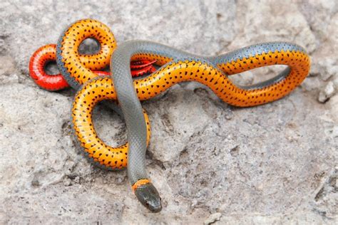 10 Small Pet Snakes: That Stay Small (With Pictures) | Pet Keen