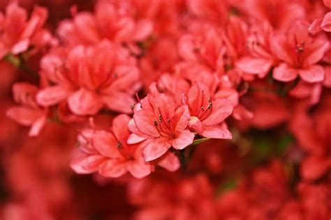 Dwarf-Azaleas | Environment Buddy