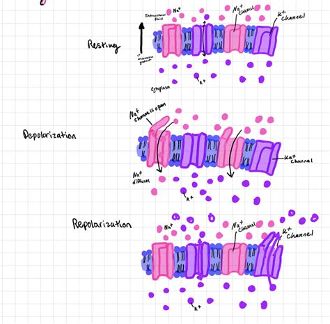 Resting Membrane Potential & Action potential Diagram | Quizlet