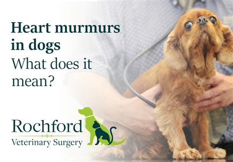 How Bad Is Grade 3 Heart Murmur In Dogs