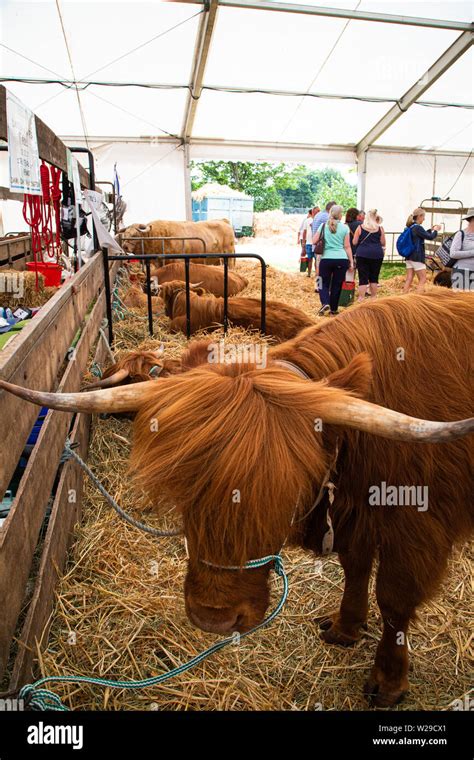 Aberdeen angus cattle hi-res stock photography and images - Alamy