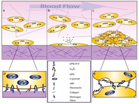 Platelet Adhesion and Aggregation: (a) Platelets adhere to the vessel ...