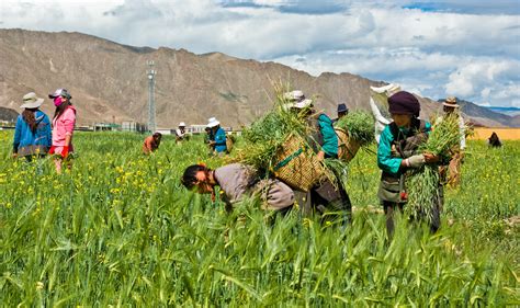 File:Farmer in Tibet.jpg