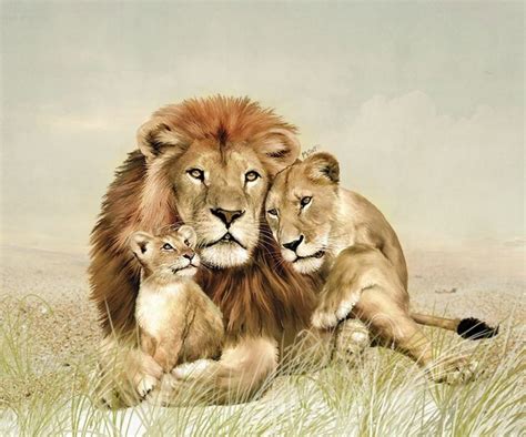 Familia de leones | Lion family, Lion pictures, Safari animal wall art