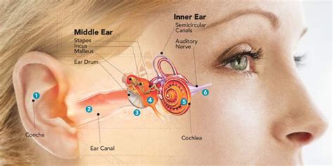 Causes of Tinnitus - The Hearing Clinic UK
