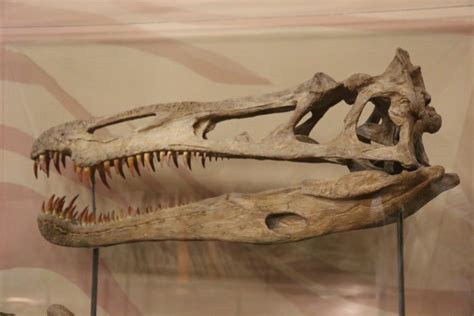 Suchomimus Facts, Habitat, Diet, Fossils, Pictures