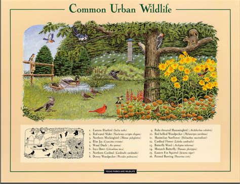 Texas Urban Wildlife Poster