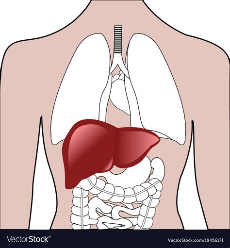 [DIAGRAM] Diagram Of Body Liver - MYDIAGRAM.ONLINE