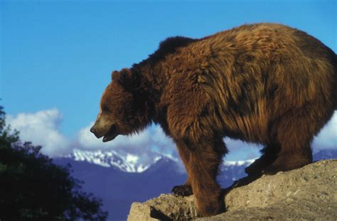 File:Grizzly bear on a rock overlooking.jpg - Wikimedia Commons