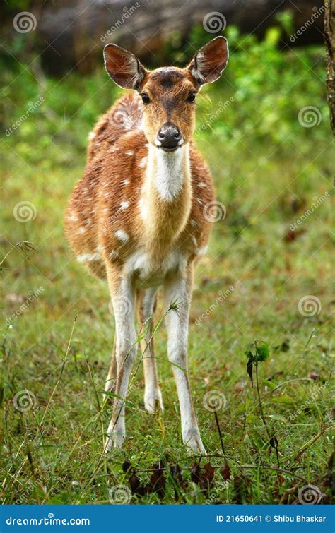 Spotted Deer Fawn stock image. Image of fawn, deer, antelope - 21650641