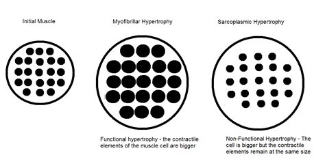 Sarcoplasmic Hypertrophy Workout Plan | EOUA Blog