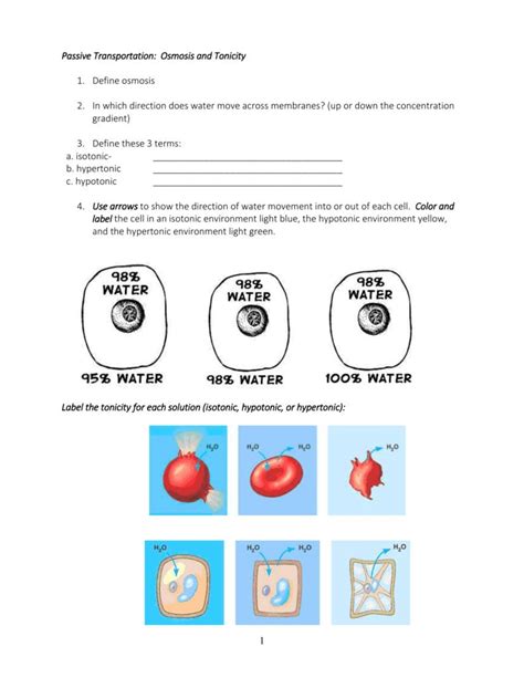 Passive Active Transport Worksheet — db-excel.com