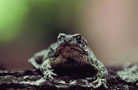 ANI025-00002 - Joel Sartore