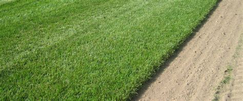 Kentucky Bluegrass Sod | Vissers Sod Farm