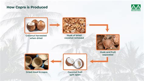 How is Coconut Processed from a Plant into Oil and Oleochemicals ...